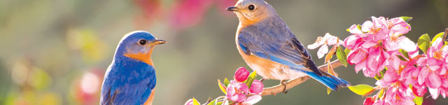 Frases de primavera